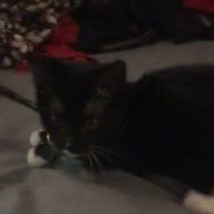 Meet your Posher, Shelly